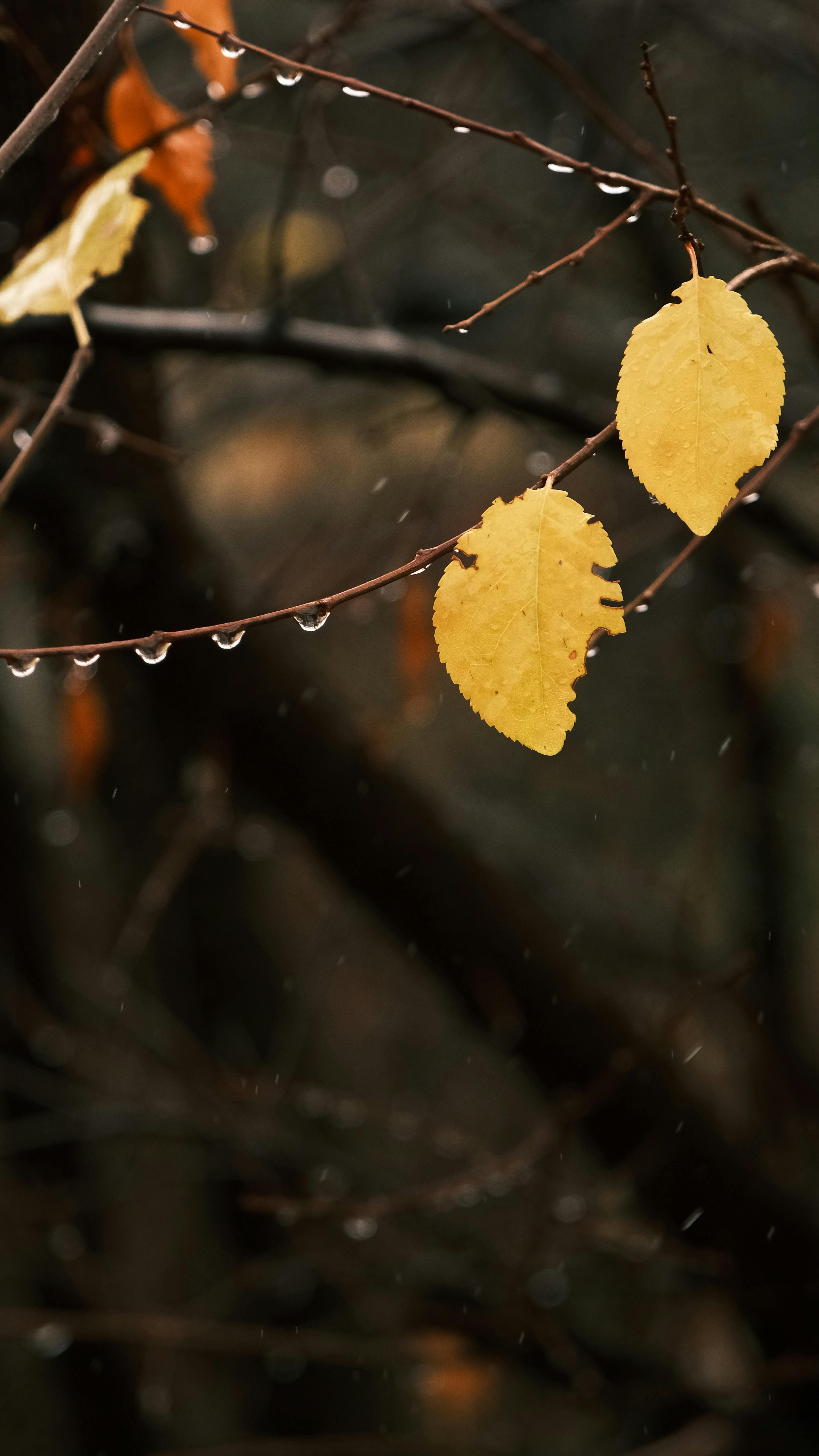 Why Do Dogs Have Wet Noses? Discover The Fascinating Truth! 10 From Cool to Warm: What Changes in Your Dog’s Nose Moisture Say About Their Condition