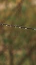 Close-up of Dew Drops on a Wire Outdoors