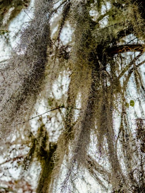 Free Detailed view of Spanish moss hanging from trees in Karnack, Texas, USA. Stock Photo