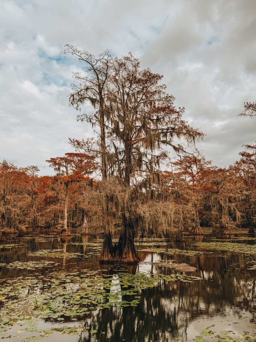 Cypress trees at Caddo Lake in Karnack, East Texas
