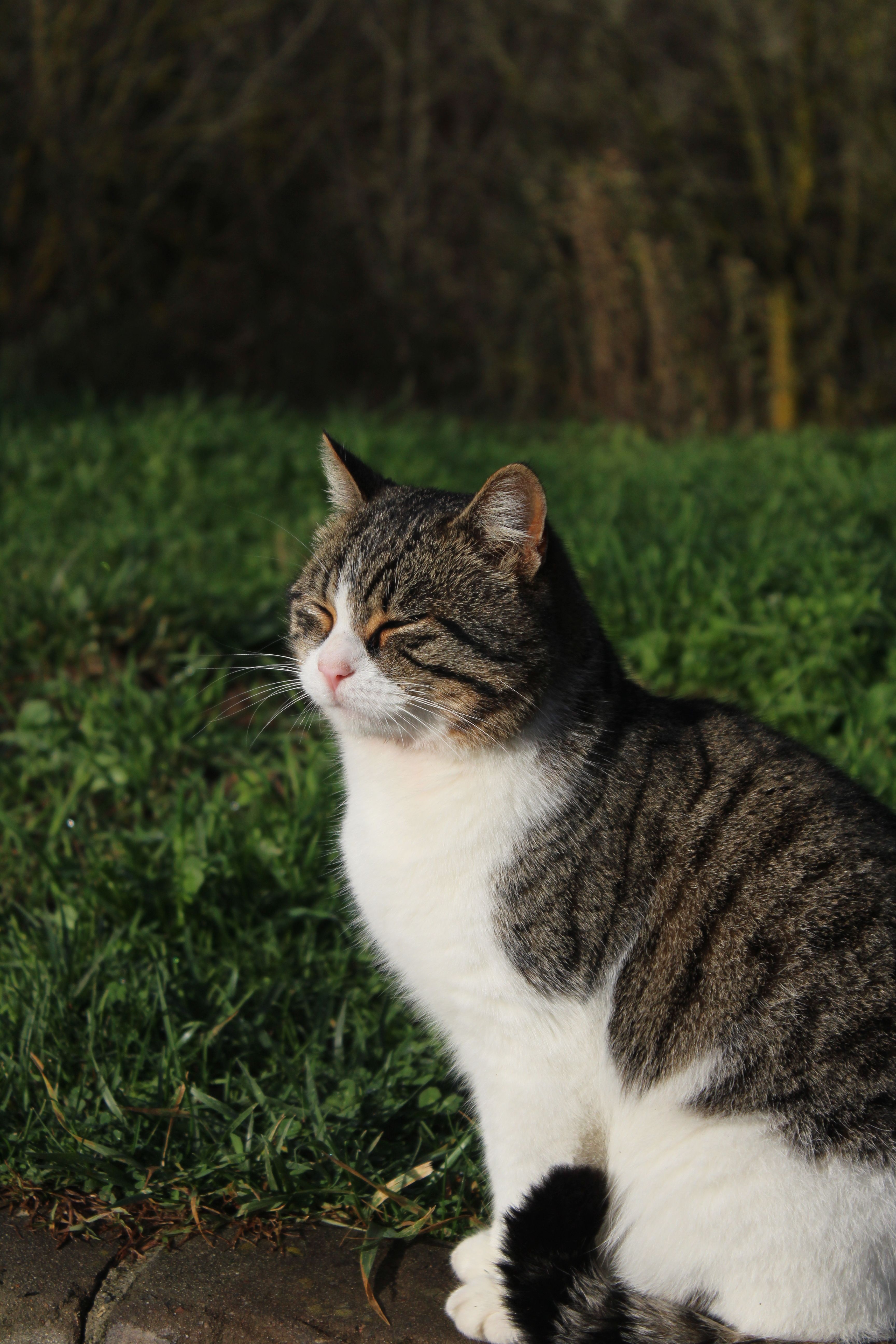 Tabby Cat Basking in Sunlight Outdoors · Free Stock Photo