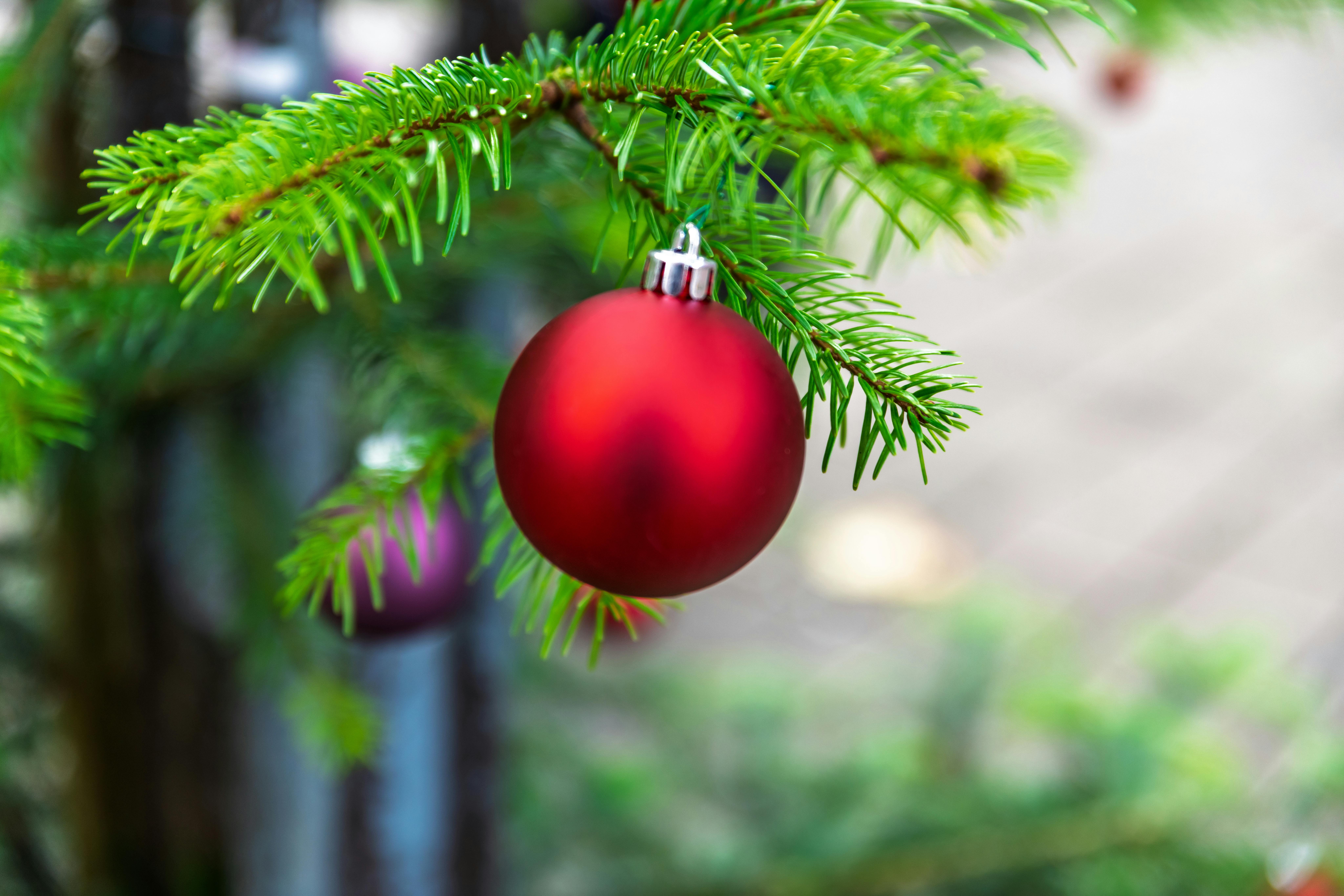 Free Close-up of a red Christmas ornament hanging on a fresh evergreen branch, symbolizing festive holidays. Stock Photo