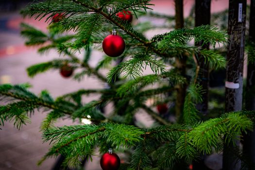 Close-up of a Christmas tree branch adorned with vibrant red baubles, signifying festive celebrations.