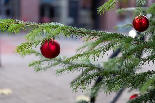 Free A festive red Christmas bauble hanging on a fir tree branch outdoors, capturing the holiday spirit. Stock Photo