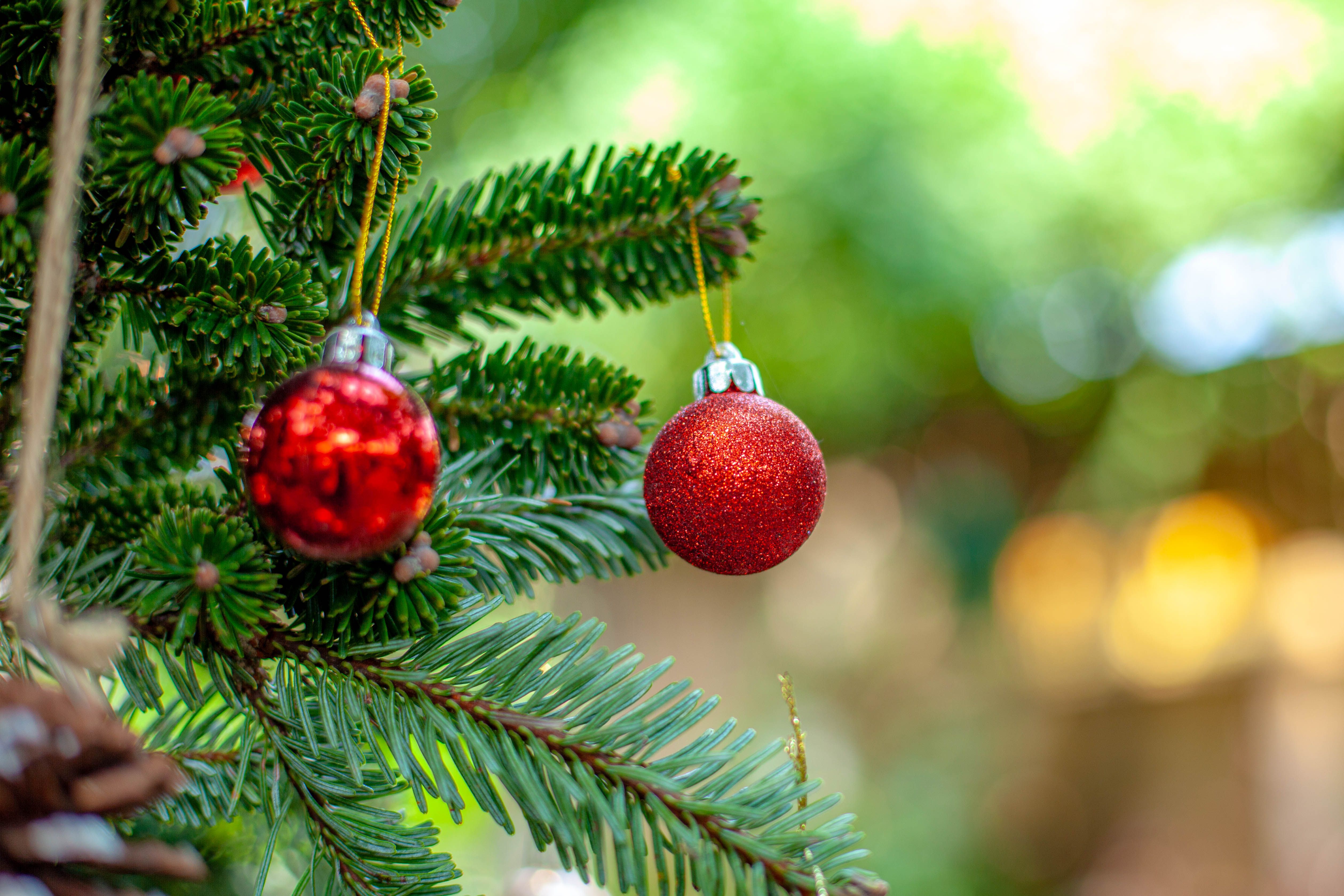 Close-up of Red Christmas Ornaments on Pine Tree · Free Stock Photo