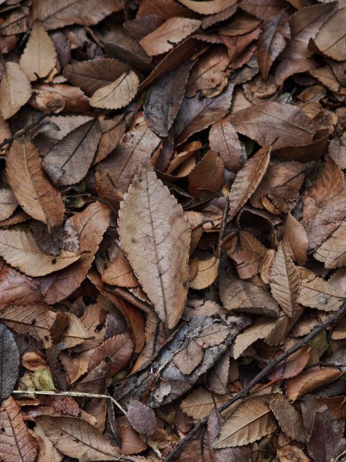 Free Detailed shot of dry autumn leaves covering the ground, showcasing fall colors. Stock Photo