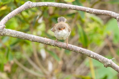 Free A female superb fairy-wren perched on a branch in Culburra Beach, NSW, Australia. Stock Photo