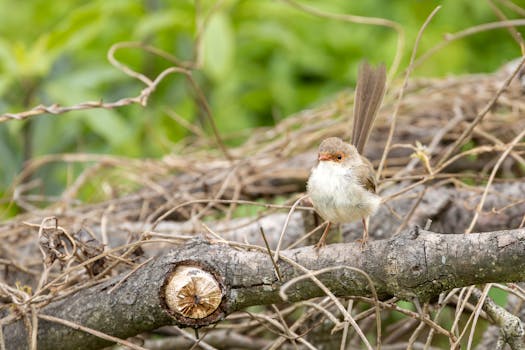 Uno splendido Fairywren appollaiato su un ramo a Culburra Beach, che mette in mostra il suo delicato piumaggio.