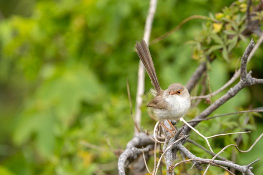 Close-up of a female superb fairy wren perched on a branch, New South Wales.