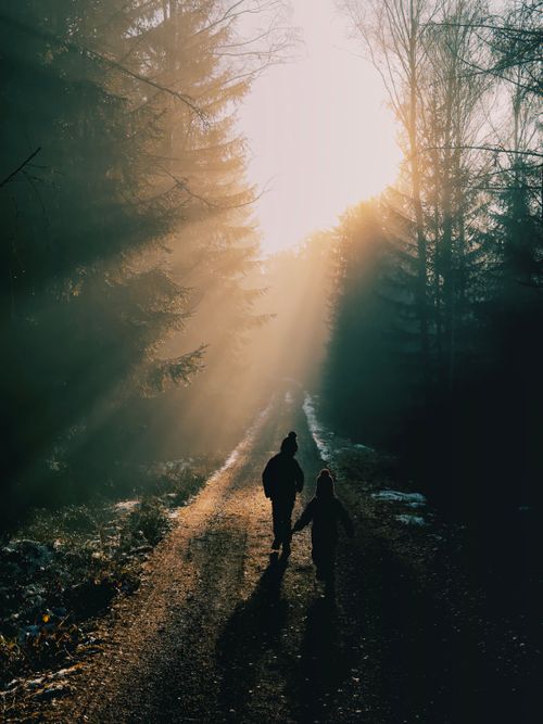 Free Two silhouettes on a sunlit forest path, surrounded by tall trees. Stock Photo