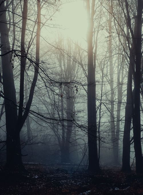 Free A captivating foggy forest scene at sunrise, highlighting silhouettes and atmospheric light. Stock Photo