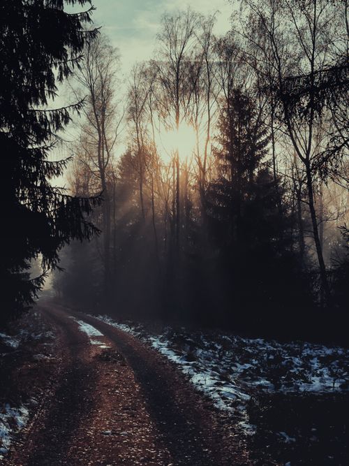 Free A tranquil winter forest path with sun peeking through trees, evoking a serene mood. Stock Photo