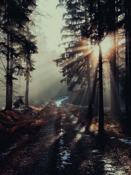 Free Sun rays pierce through pine trees on a secluded forest path, creating a mystical atmosphere. Stock Photo