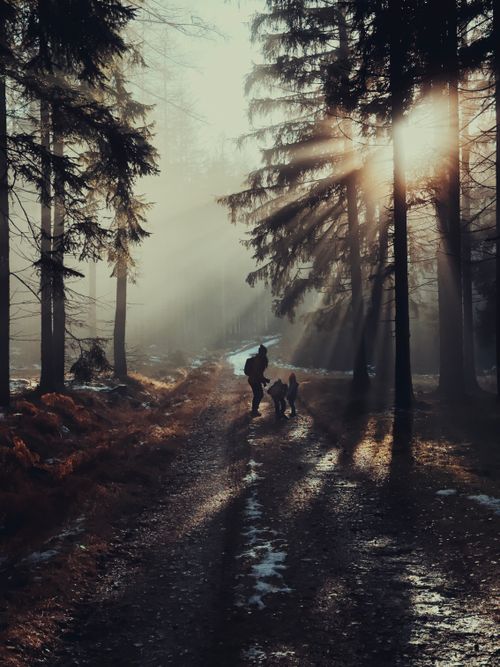 Free A person and dog walking in a misty forest with sunlight streaming through the trees. Stock Photo