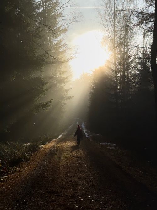 Free A solitary person walks on a forest path illuminated by rays of sunlight breaking through the trees. Stock Photo
