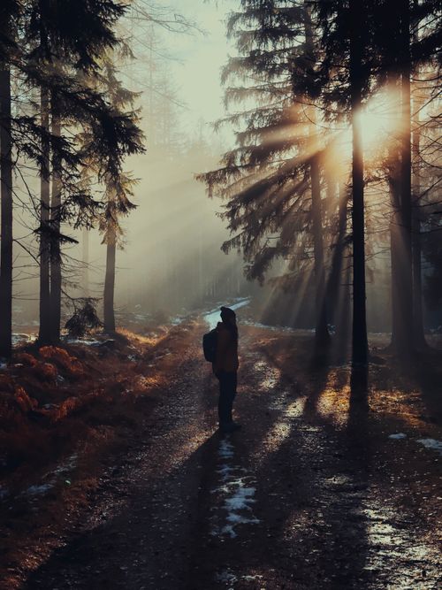 Free A lone hiker stands on a forest path with sunbeams filtering through trees, creating a serene atmosphere. Stock Photo