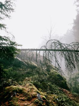 A serene misty forest landscape highlighting a fallen tree amid dense fog.