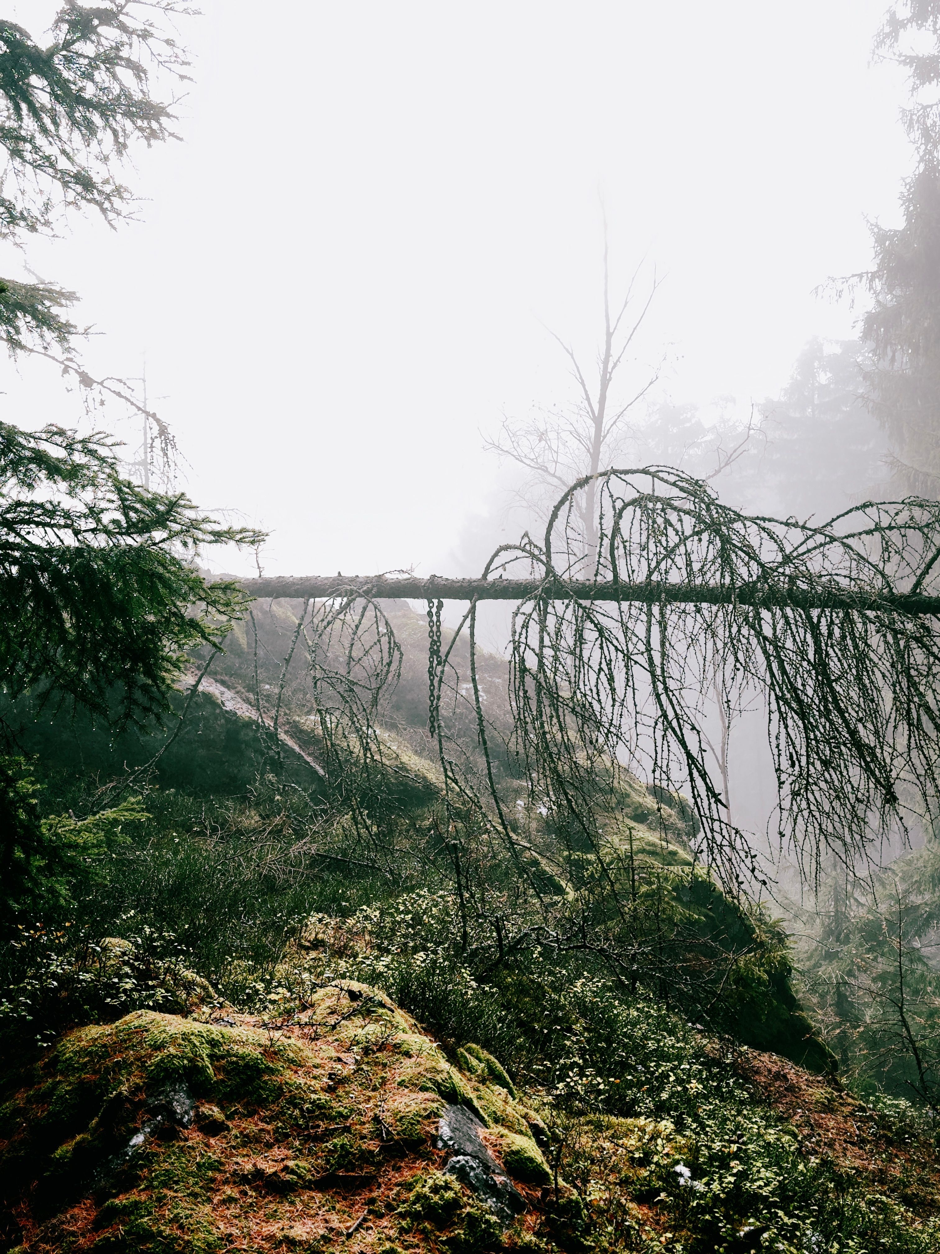 Misty Forest with Fallen Tree and Fog · Free Stock Photo