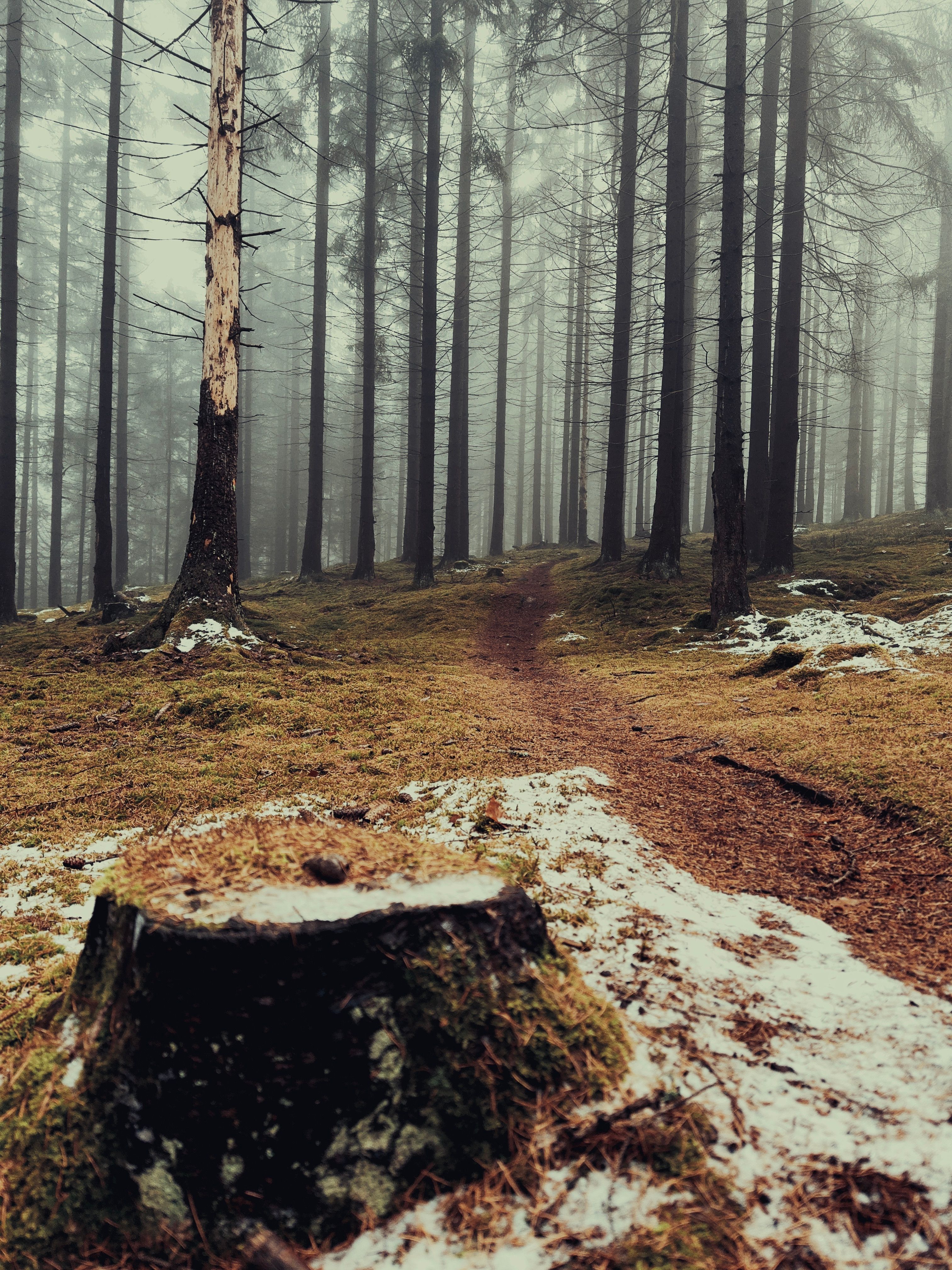 Misty Forest Path with Snow and Stump · Free Stock Photo