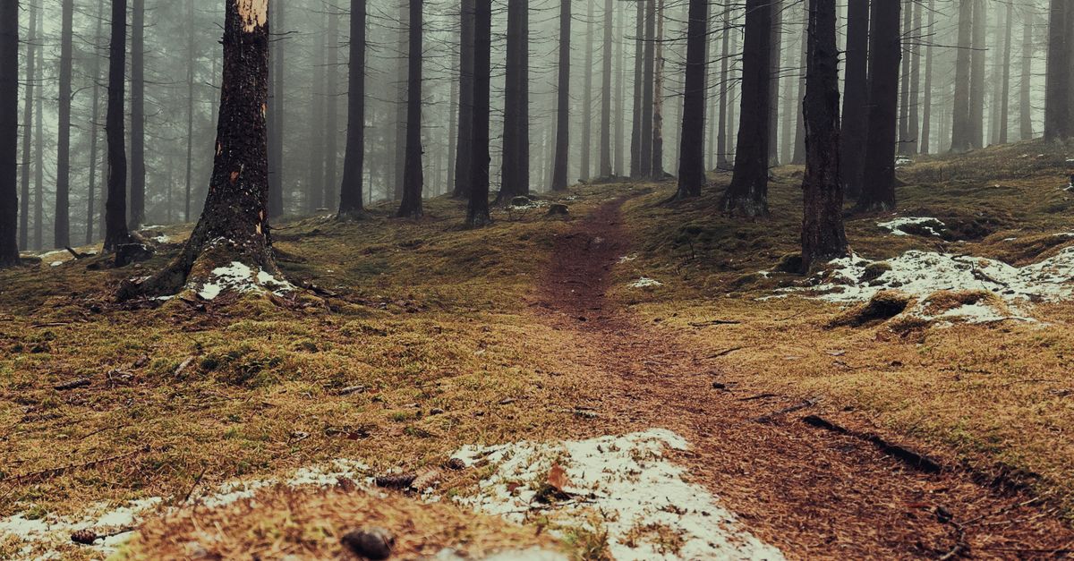 Tump Path Misty Forest Path with Snow and Stump · Free Stock Photo