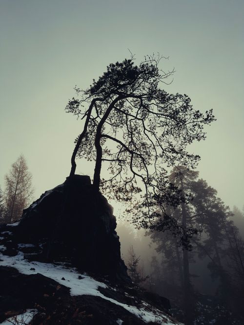 Free Silhouette of a lone pine tree on a misty mountain at sunrise. Stock Photo