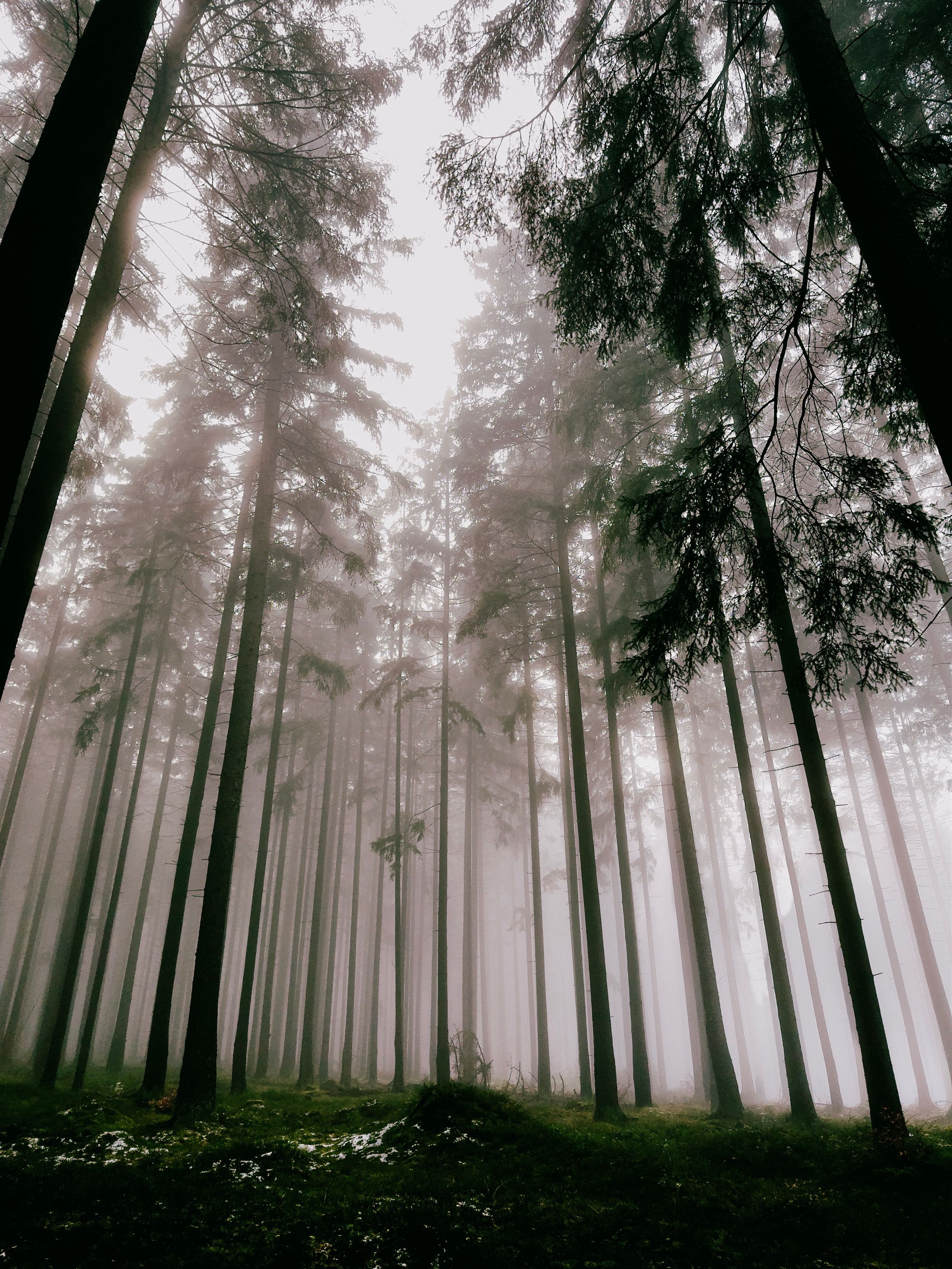 Tall trees rising through atmospheric fog in a mountain forest
