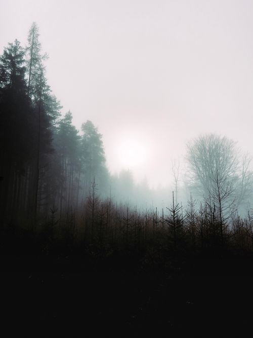 Free Serene foggy forest scene during sunrise, creating a mysterious atmosphere. Stock Photo