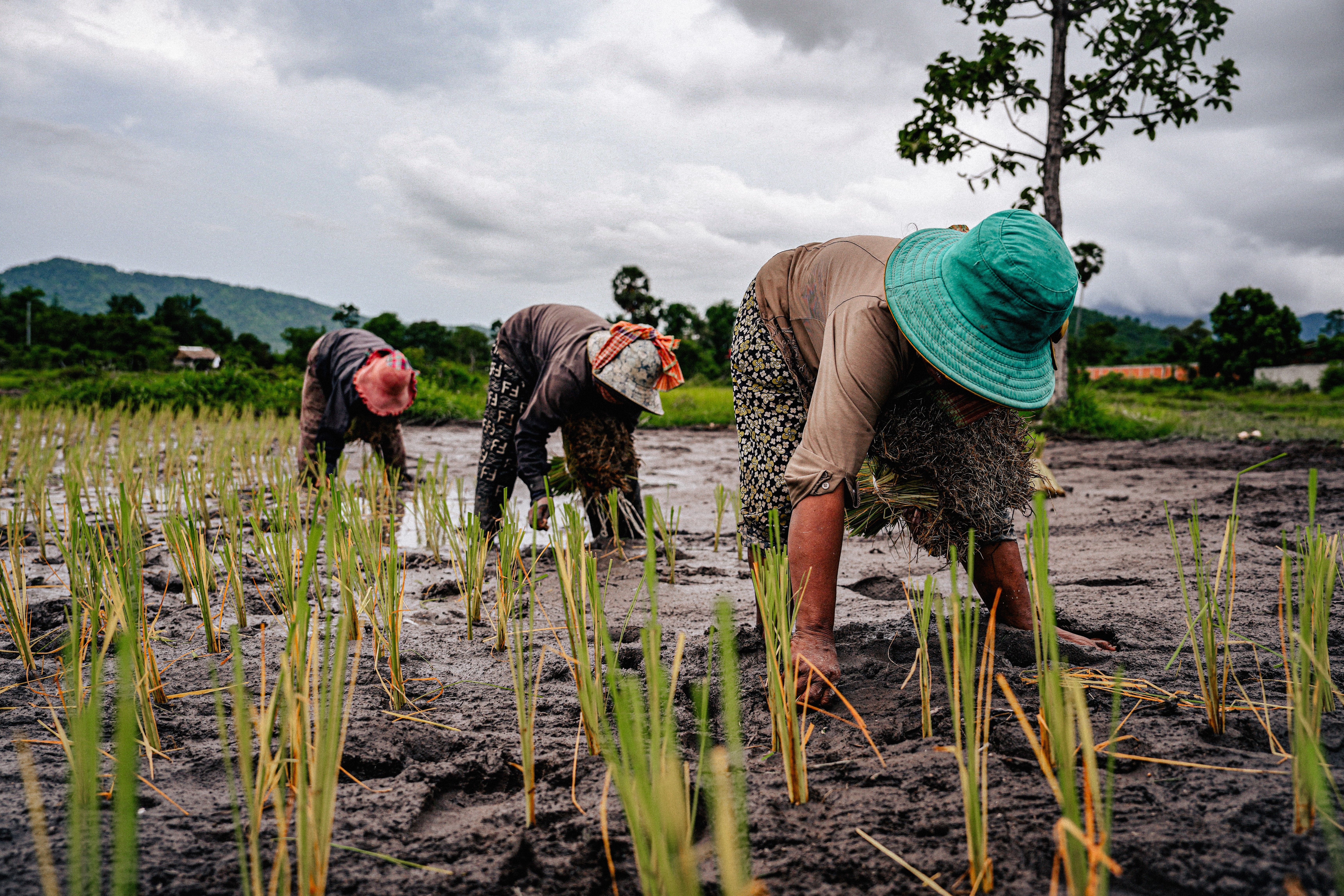 Farmers Planting Rice in Lush Green Fields · Free Stock Photo