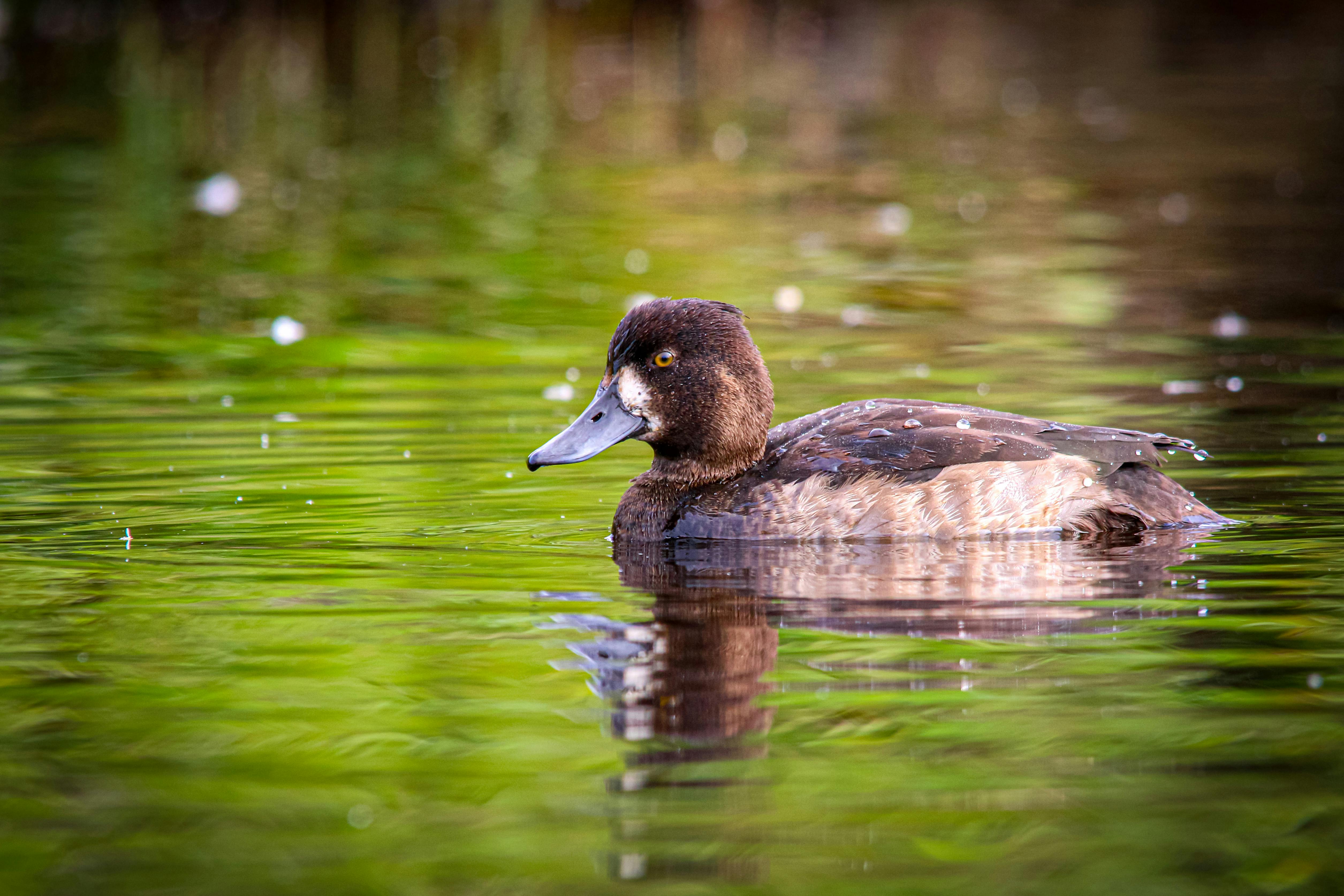 A tufted duck glides peacefully across a tranquil pond with lush green reflections.