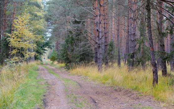 A tranquil forest path surrounded by tall trees and greenery, capturing early autumn ambiance.