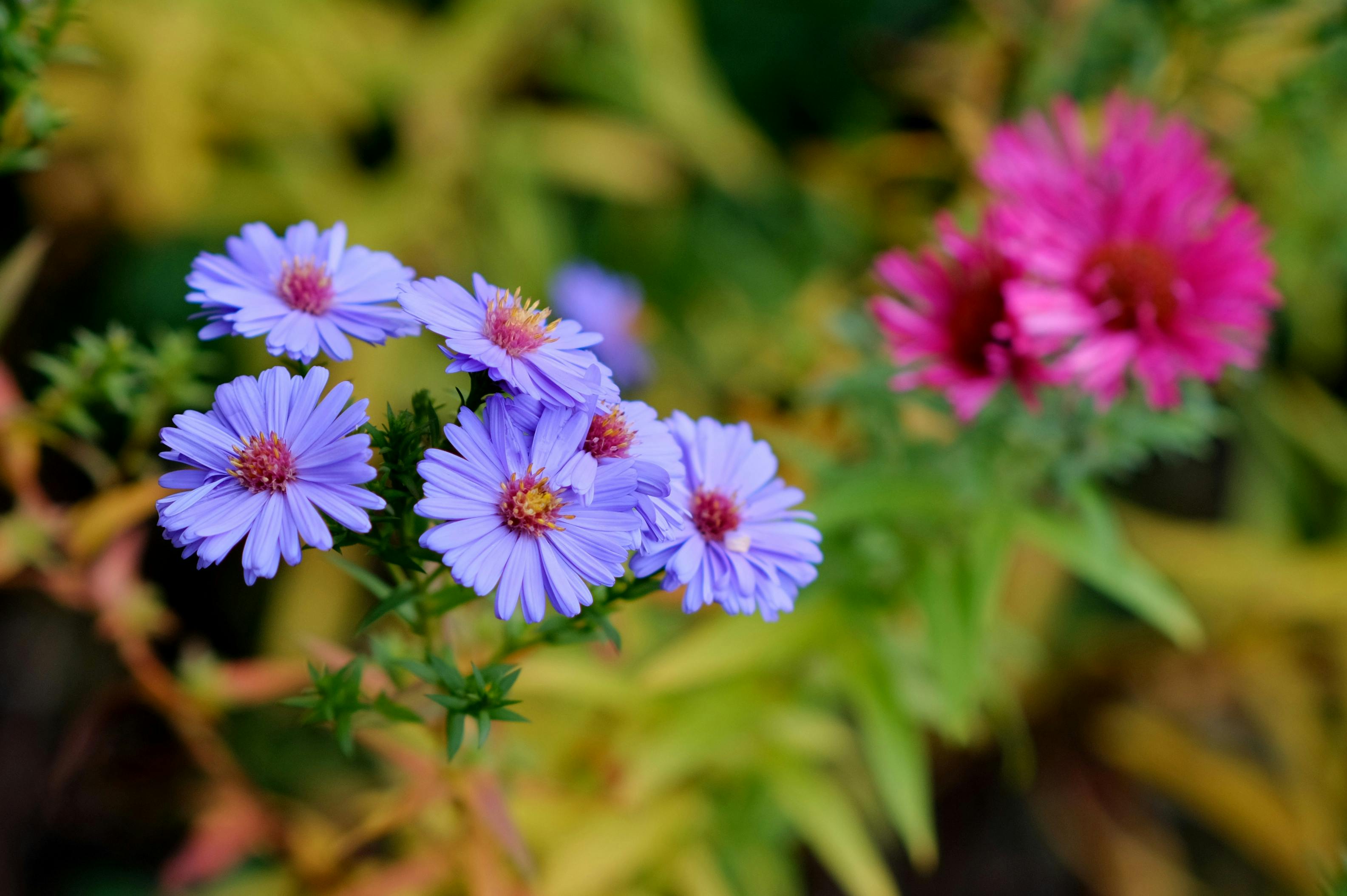 [ColoSach]-beautiful-close-up-of-vibrant-purple-and-pink-asters-in-full-bloom.