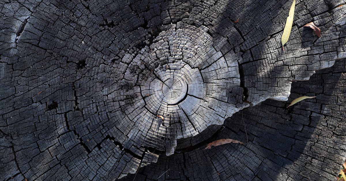 中研院強調獨立運作 排除政治干預 學者看好他當選院長