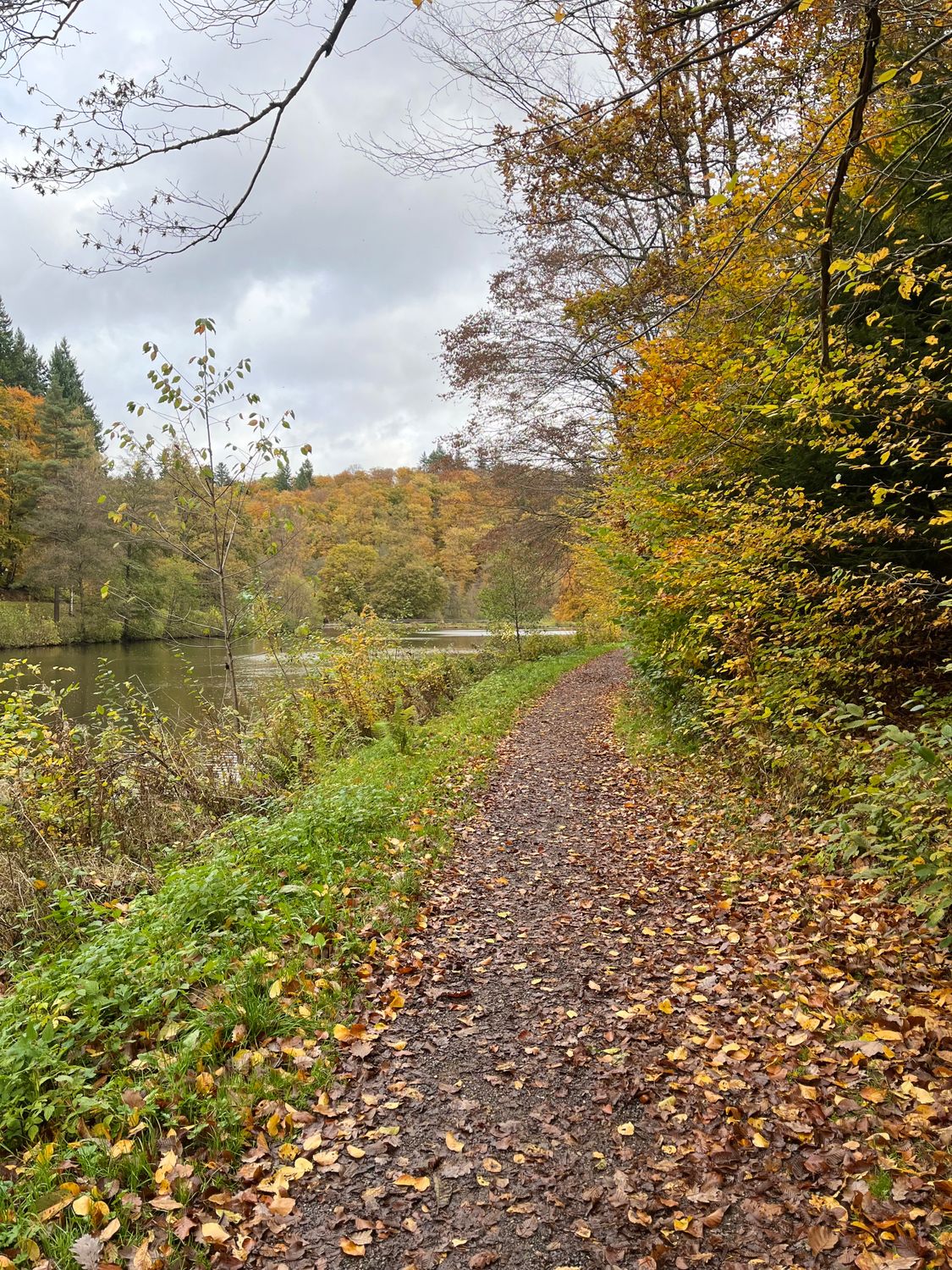Scenic Autumn Pathway in Bad Schwalbach Forest · Free Stock Photo