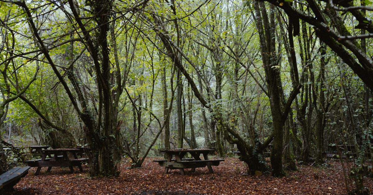 Serene forest picnic spots amid autumn foliage in Polonezköy, İstanbul.
