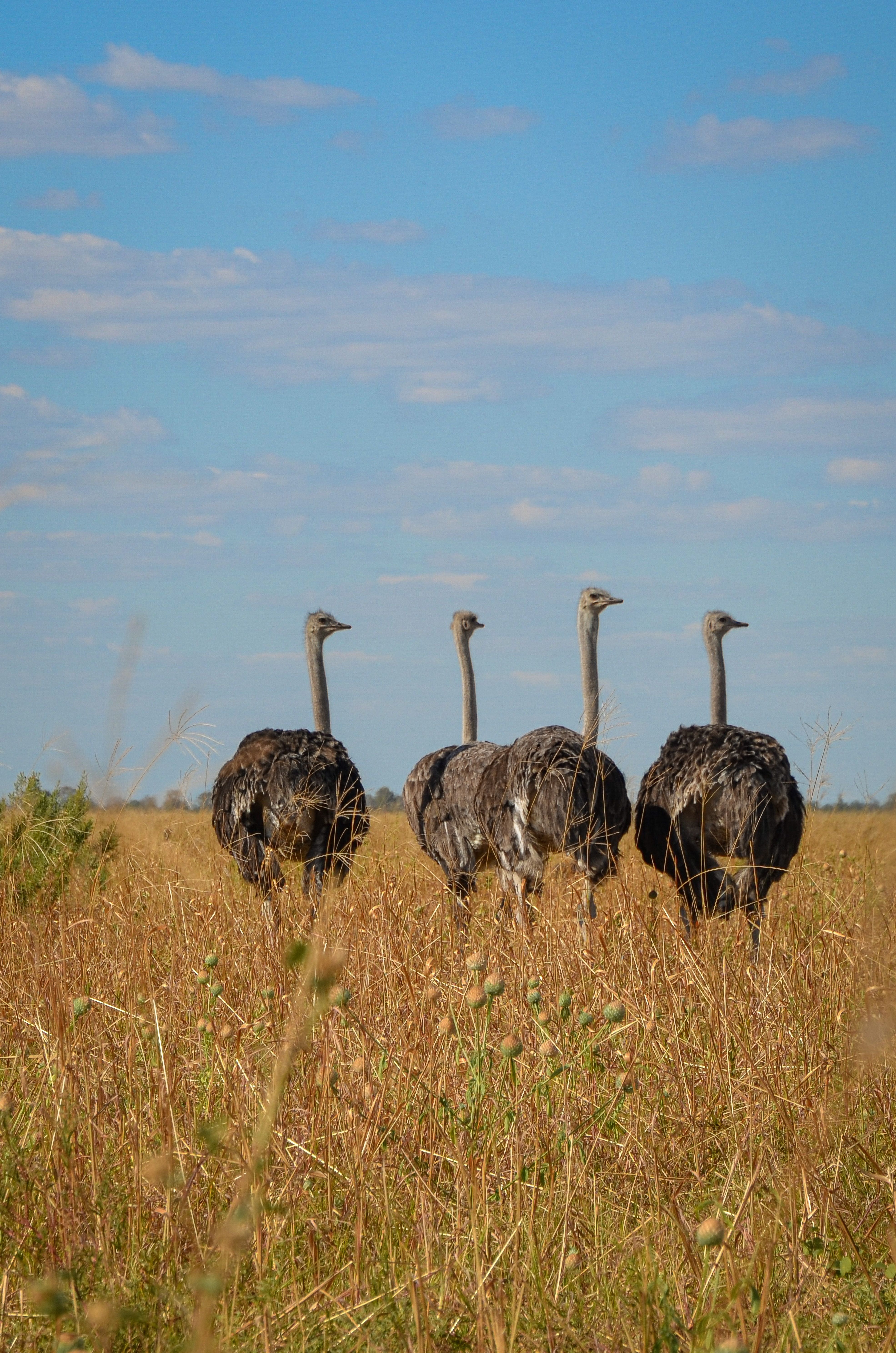 Gratis stockfoto met aardetinten, Afrika, afrikaanse dieren in het wild Stockfoto