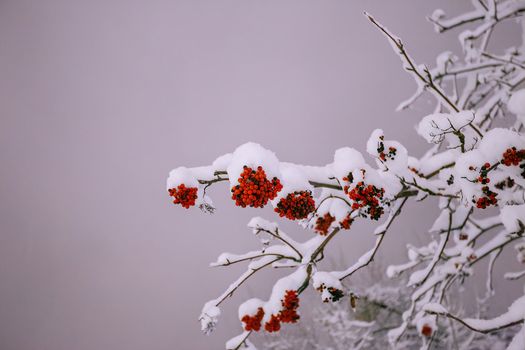 Beautiful red rowan berries dusted with snow on bare branches, creating a serene winter landscape.