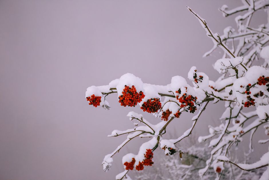 Beautiful red rowan berries dusted with snow on bare branches, creating a serene winter landscape.