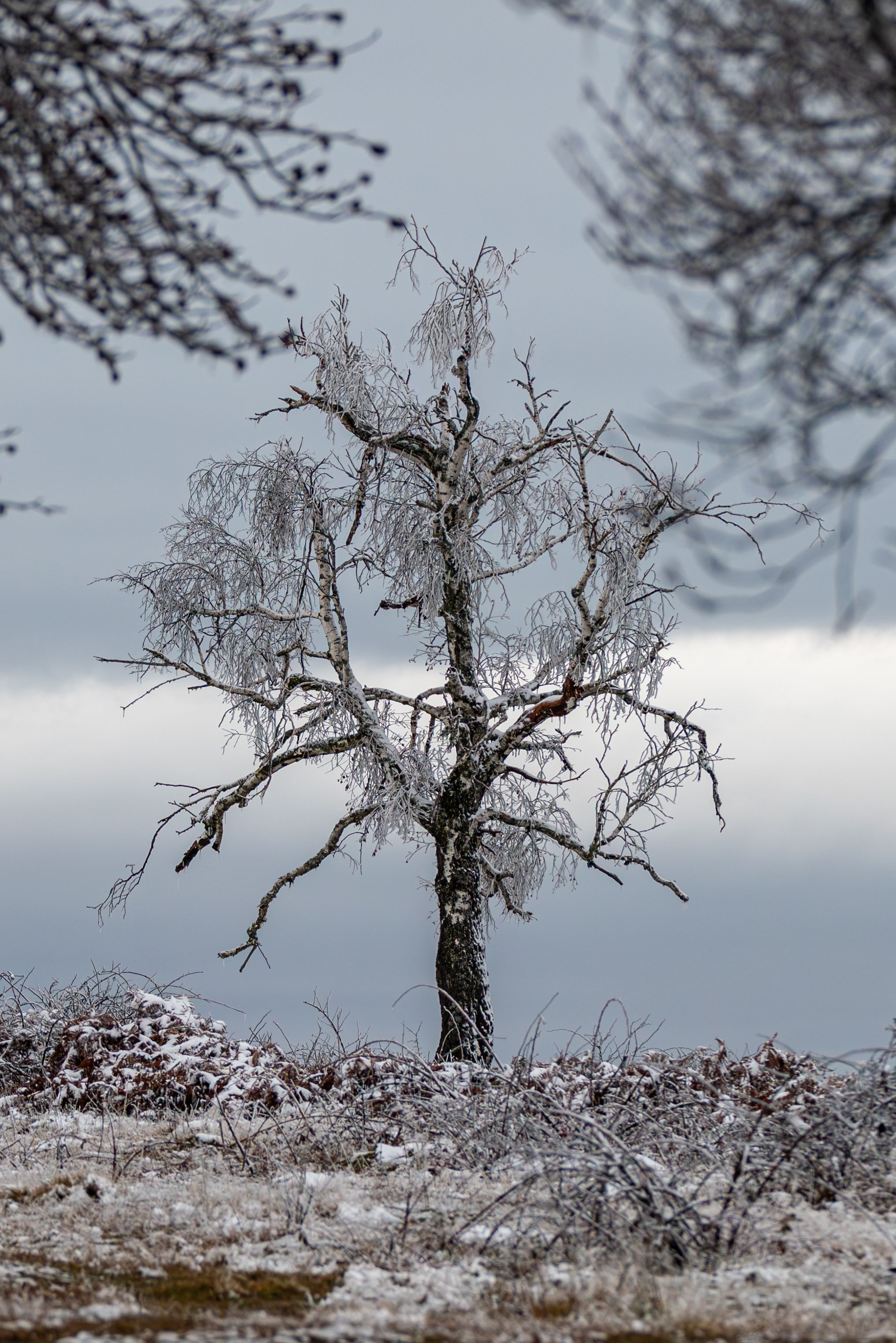 Lonely Frost-Covered Tree in Winter Landscape · Free Stock Photo