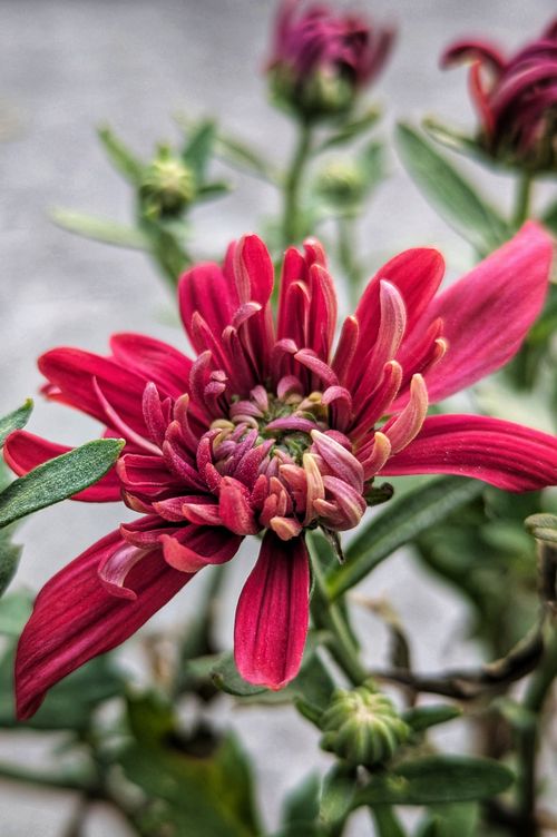 Free A striking close-up of a red chrysanthemum flower highlighting its vivid petals and natural beauty. Stock Photo