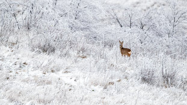 A serene roe deer stands amidst a frosty, snow-covered field, exemplifying winter wildlife.
