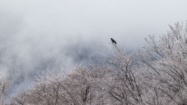 crow photo