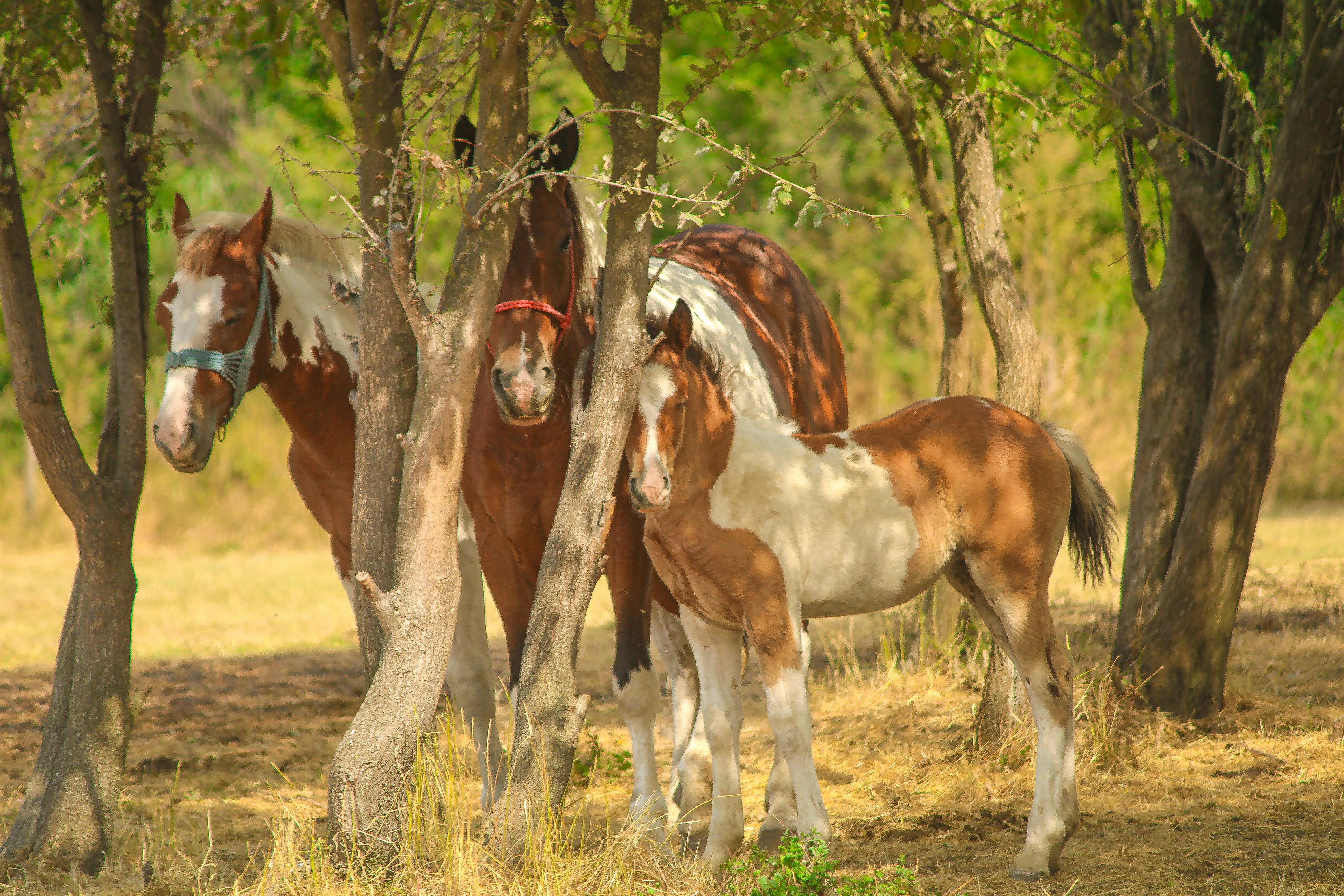 Three horses resting among trees in Čukarka, Serbia, on a sunny day.