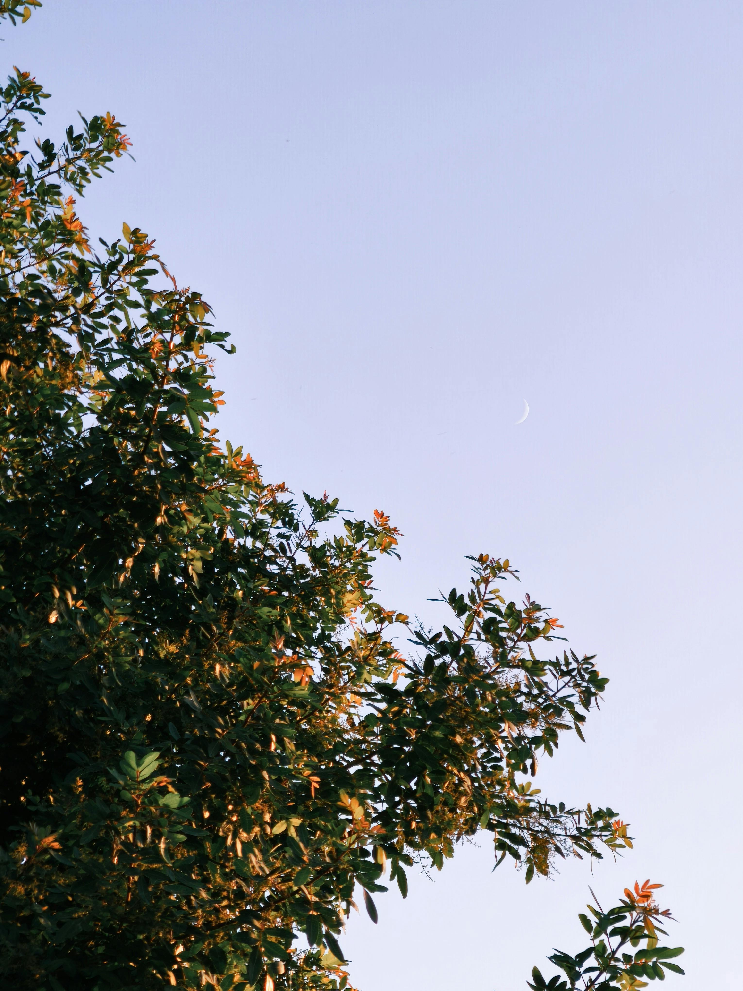 Gratuit Imagine de stoc gratuită din @în aer liber, amurg, anotimp Fotografie de stoc