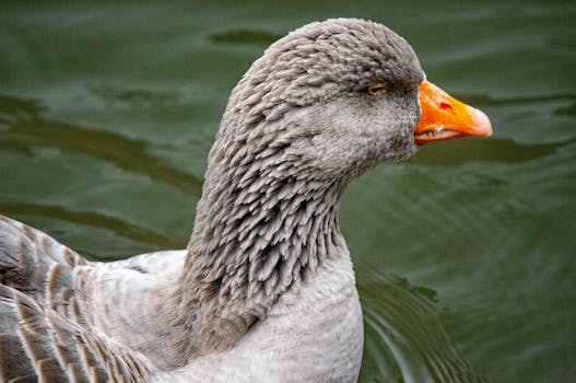 Detailed close-up of a serene greylag goose swimming peacefully in Ingolstadt, Germany.