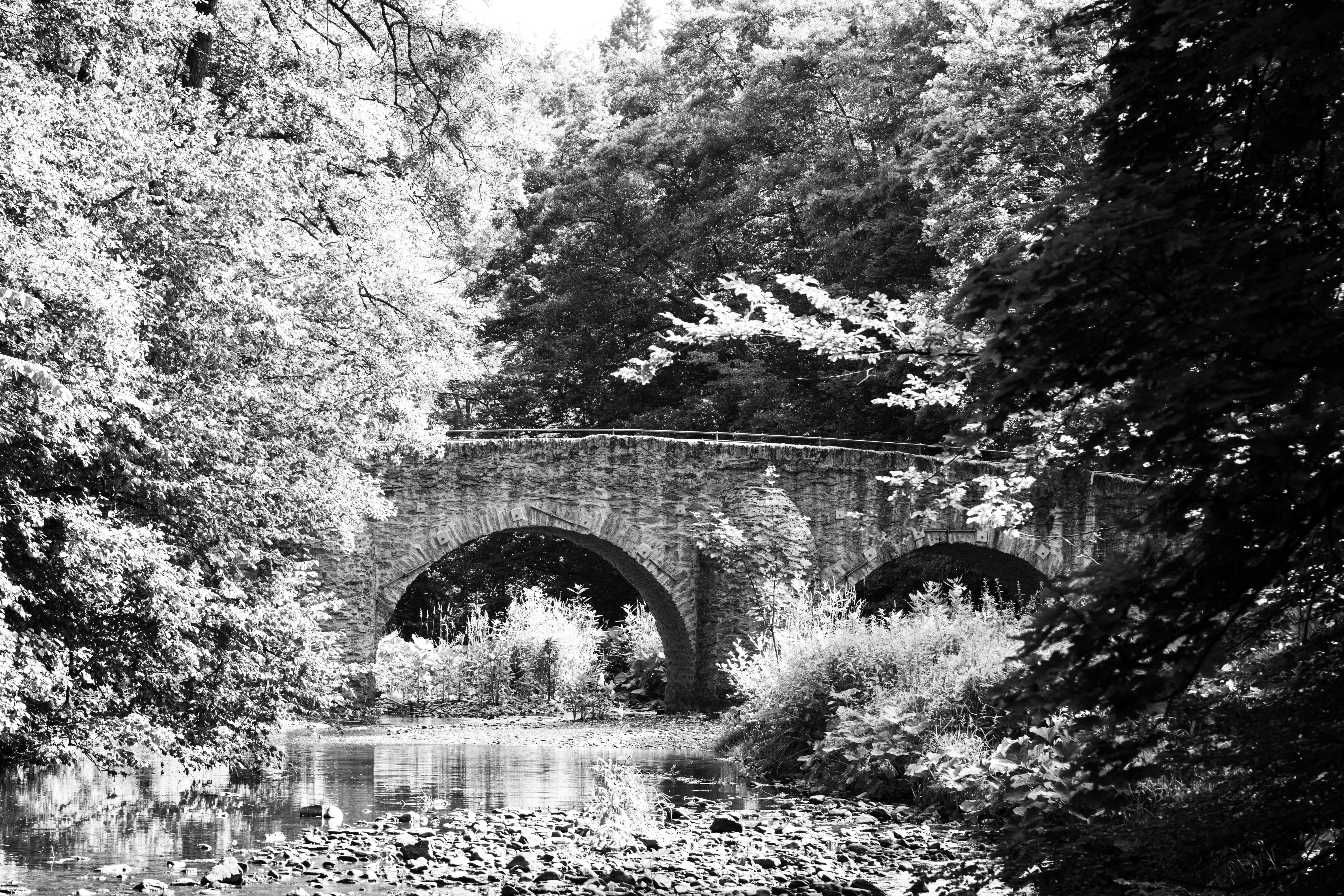 Black and white photo of a stone bridge in a lush forest in Rheinland-Pfalz, Germany.