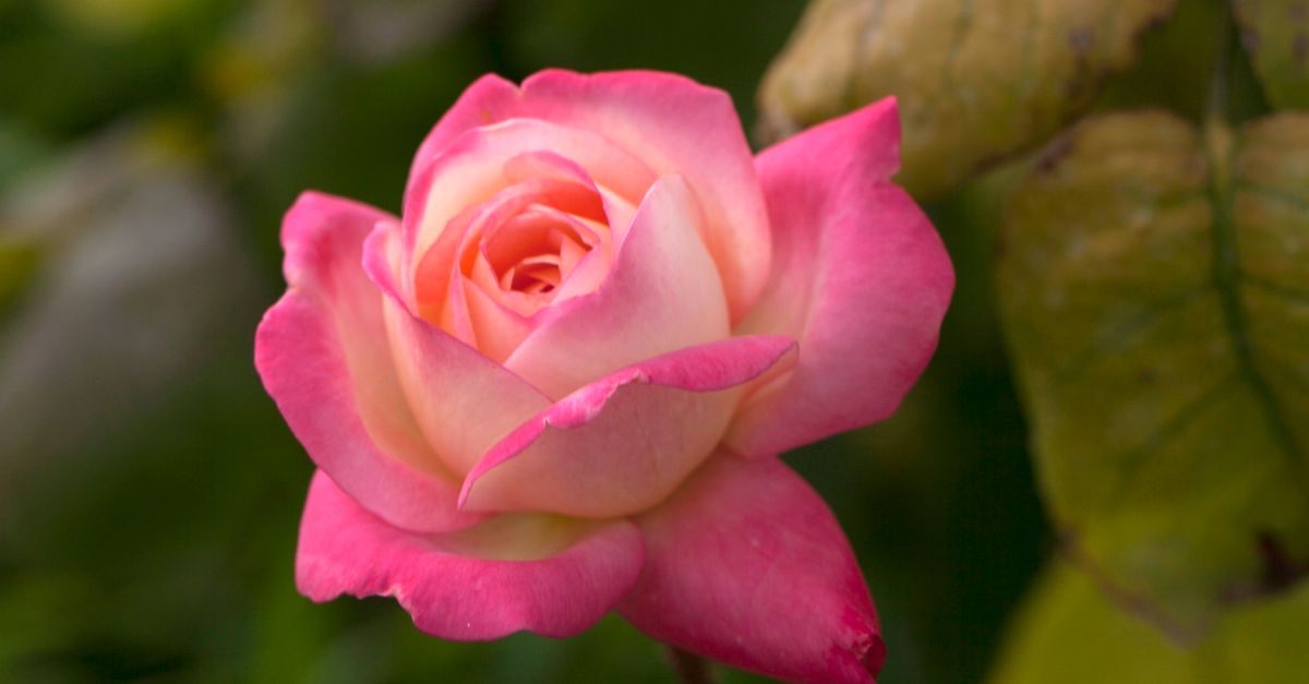 rose of tralee