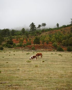 Peaceful scene of two horses grazing in a meadow with a misty forest backdrop in Gramsh, Albania.