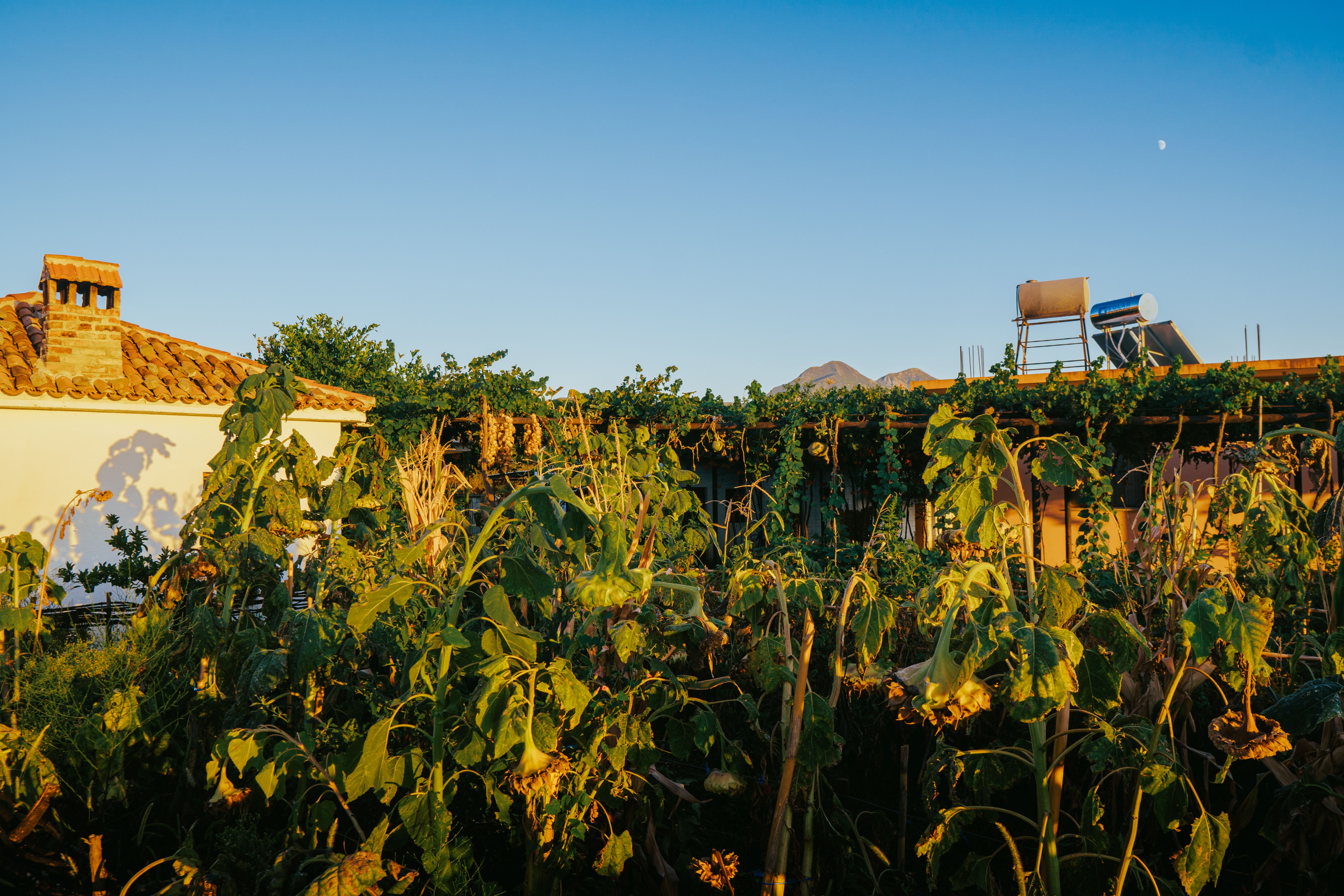 Charming Village Garden in Fishtë, Albania · Free Stock Photo