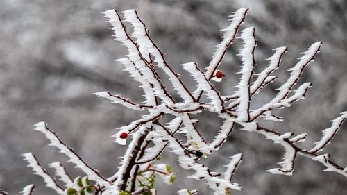 Free Close-up view of branches with rime ice, showcasing intricate winter patterns. Stock Photo