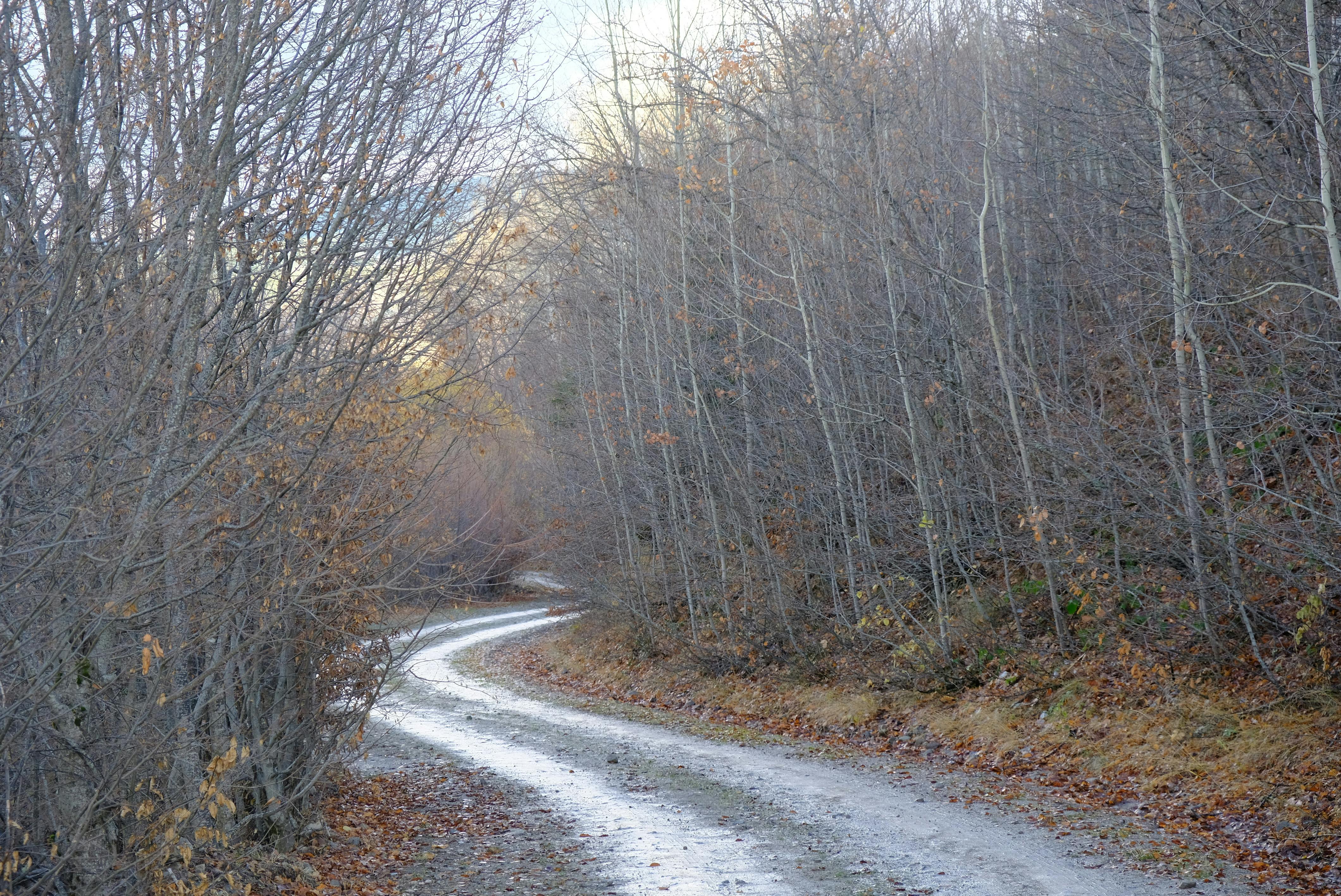 Peaceful winding path through autumn woods in Ankara, Turkey. Tranquil nature scene for autumn scenery lovers.